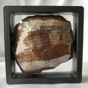 Iron‎ Permineralized Petrified Wood Fossil North Alabama Mine Find Rare W Frame